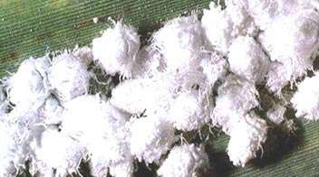 Management of Woolly aphid in Sugarcane