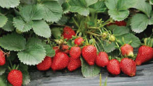 स्ट्रॉबेरी की खेती के लिए रोपाई, उर्वरक और सिंचाई की जानकारी