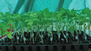 Tomato Grafting: A Huge Boost to Increase Production