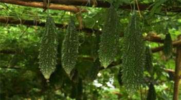 Benefits of the Pendal System for Bitter Gourd Crops