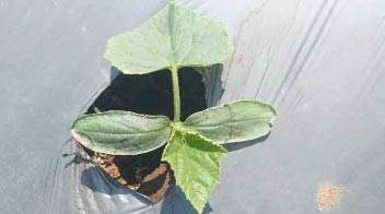 For proper growth of cucumber crop