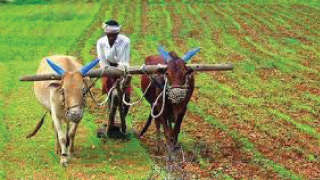 ગુજરાત બજેટ 2020 : સરકારે કૃષિ, ખેડૂત કલ્યાણ અને સહકાર વિભાગ માટે 7,423 કરોડ ફાળવ્યા