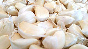 Advanced varieties of garlic