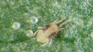 Management of Mites in Agricultural Field Crops