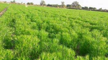 For proper growth of cumin crop