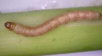 How do you identify the damage caused by borer in wheat crop?