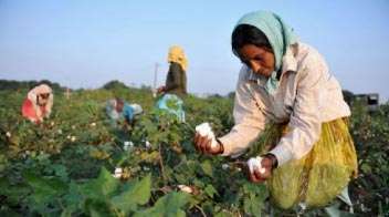 Sell harvested cotton as early as possible: