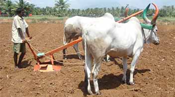 Crucial steps to a higher Kharif bajra yield