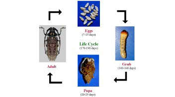 Life Cycle of Mango Stem Borer
