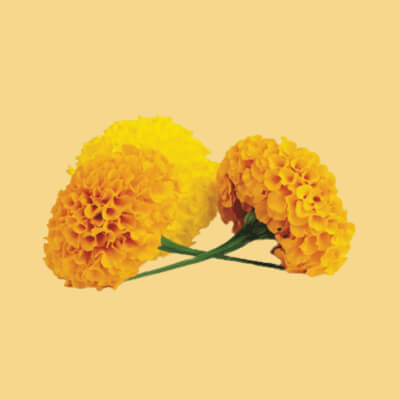 Important tip for marigold farmers