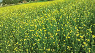 Decide on Rich Soil for Mustard Cultivation