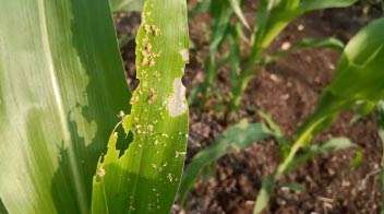 Outbreak of armyworm in maize crop