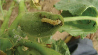 Control of Spotted Bollworm in Okra