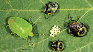 Know about the green stink bug infesting soybean