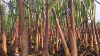 Appropriate growth of sugarcane crop
