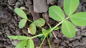 Tikka disease infection in groundnut crop