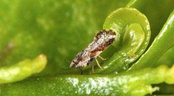 संतरा में सिट्रस सायला का नियंत्रण