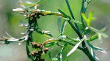 धनिया में झुलसा रोग का प्रबंधन