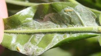 नींबू वर्गीय पौधों में पत्ती सुरंगक का नियंत्रण