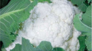Boron Recommended for Good Quality of Cauliflower