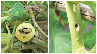 Control of pest, Aphids, Jassid stem and fruit borer pesticides in tomatoes