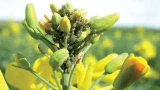 Control of Aphids in mustard