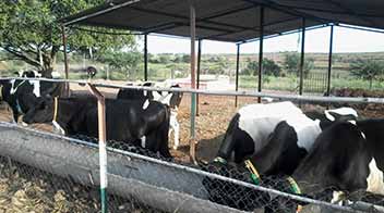 Benefits of free range cattle sheds