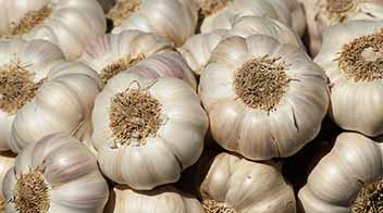Effective clove treatment required in Garlic