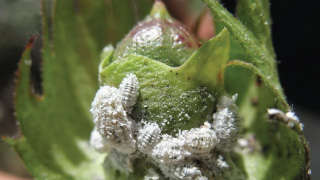 What will you do to control Cotton Mealybugs?