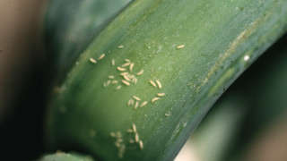 Control of thrips in garlic crop