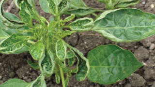 Prevention of Leaf Curl Virus in Chillies