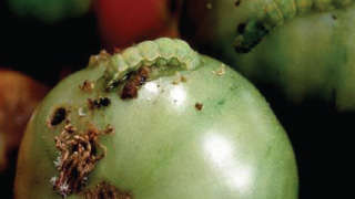 Control of Fruit Borer in Tomato