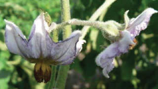 Prevention of Flower and Fruit Loss in Brinjal