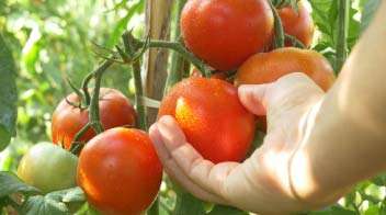 भाजीपाला काढणी व हाताळणी दरम्यान घ्यावयाची काळजी