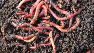 Use Vermicompost Manure to Healthy and Strong Crop Growth!