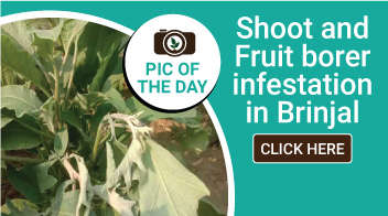 Shoot and Fruit borer infestation in Brinjal 🍆