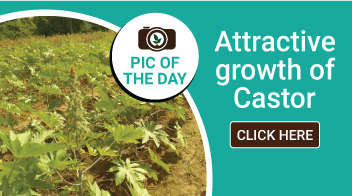 Attractive growth of Castor