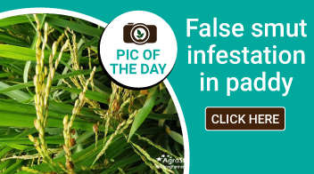 False smut infestation in paddy