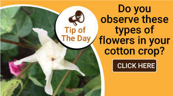 Do you observe these type of flowers in your cotton crop?

