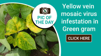 Yellow vein mosaic virus infestation in Green gram