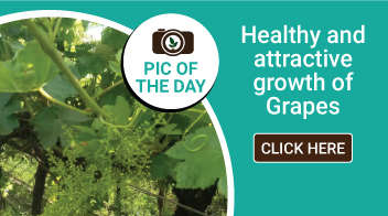 Healthy and attractive growth of Grapes