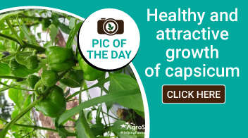 Healthy and attractive growth of capsicum