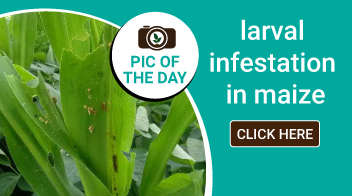 larval infestation in maize
