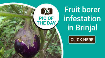 Fruit borer infestation in Brinjal
