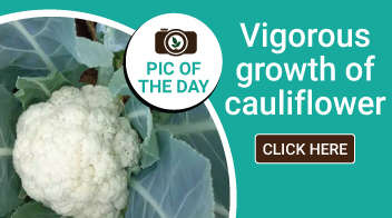 Vigorous growth of cauliflower