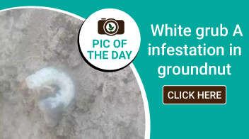 White grub infestation in groundnut