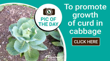 To promote growth of curd in cabbage
