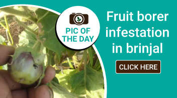 Fruit borer infestation in brinjal