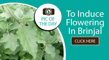 To induce flowering in Brinjal