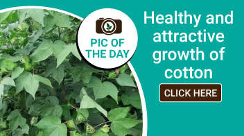 Healthy and attractive growth of cotton 